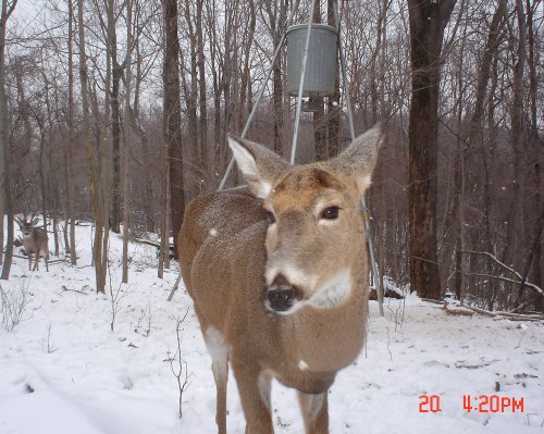 Whitetail buck with no antlers